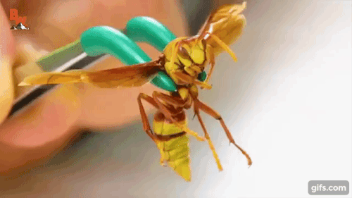 coyotepack-official: the long-awaited executioner wasp video is up!