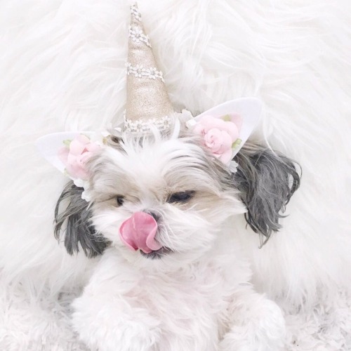 angelicxbbygirl:  unicorn puppy ♡