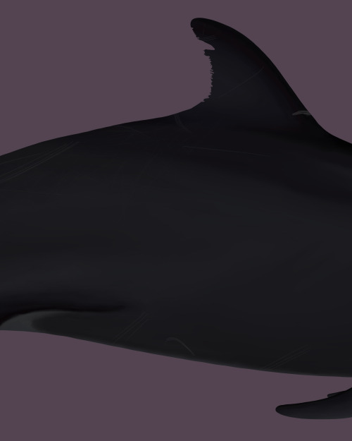 Gothfinpacific bottlenose dolphin