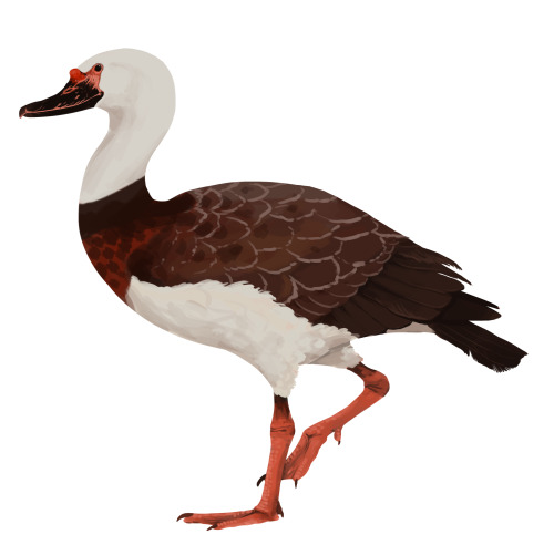 Animal J, Vegavis, by Jack Wood. It is a duck-like bird with a long neck, a stout body, and long legs. In fact, the legs are longer than that of living ducks. It has orange scales on its feet and around its eyes, and a duck-like black bill. Its body has white feathers on the neck and underbelly, with brown feathers everywhere else. It is lifting one of its legs up like a flamingo.