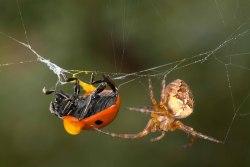 phototoartguy:  A cross spider digs into