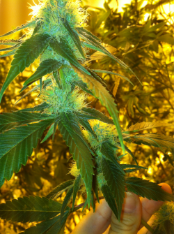 cannaweed420:  Grow your own cannabis - Click here