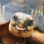 normaltortoisesignedhuman