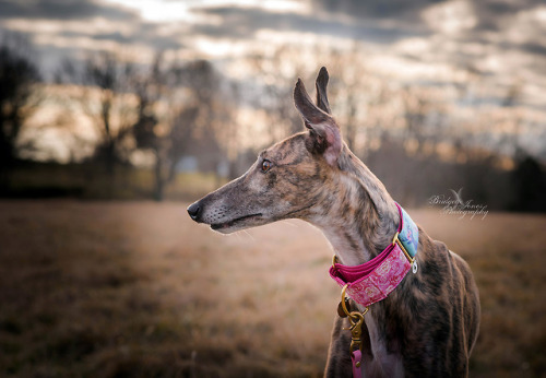 achoirofcritters:  LOOK AT THIS FINE DOGGO. I got to photograph Layla of @imalayla and she’s a