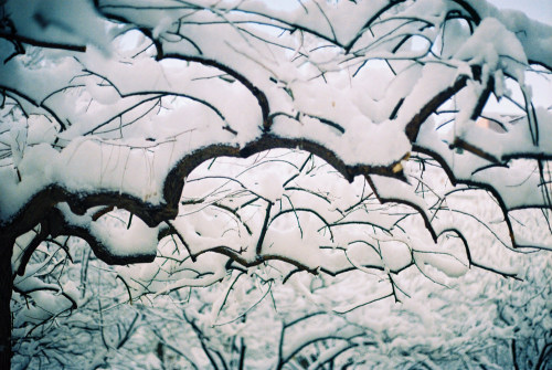 melodyandviolence:  by 彌張 