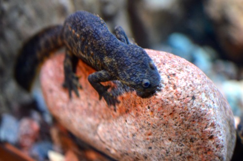 kaijutegu:“This is my rock! You can’t have it!”You wouldn’t want to tousle with this Iberian newt (P