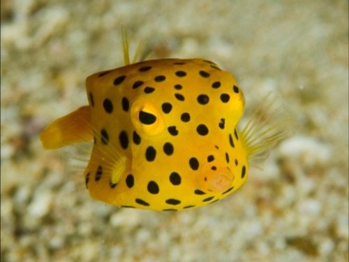 The Yellow Boxfish (Ostracion Cubicum) Is A Species Of Boxfish Found In Reefs Throughout The Pacific