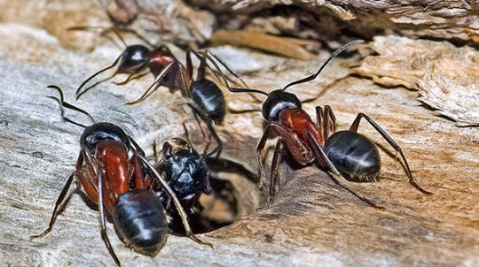 Wood boring insects include carpenter ants