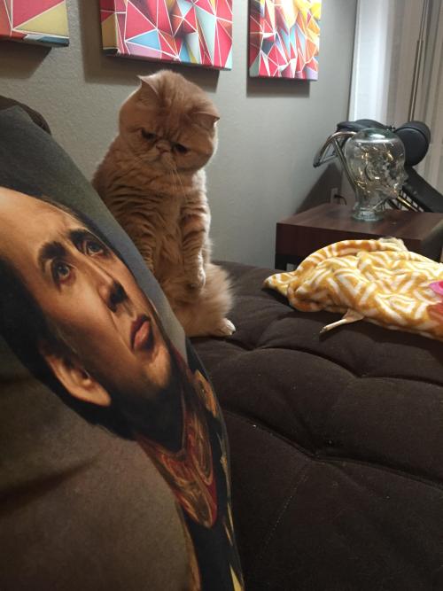 awwww-cute:George is skeptical of this pillow (Source: http://ift.tt/1R6wsYz)