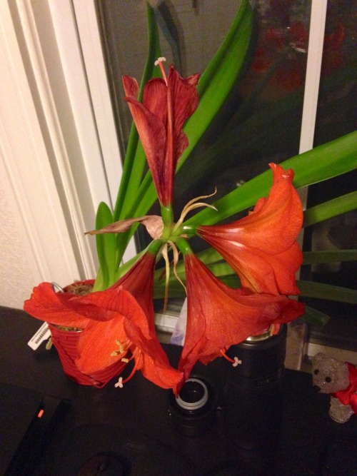 @correlateswhat has an amaryllis and the last time I saw it it was just some stumpy little green ste