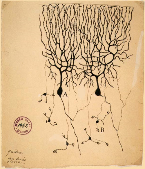 abridurif:Drawing of Purkinje cells (A) and granule cells (B) from pigeon cerebellum / Santiago Ram&