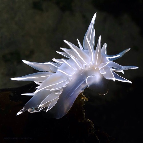 thefruitdragon:  Dirona Albolineata  Dirona appreciation post because there’s not enough of these little beauties on here.  