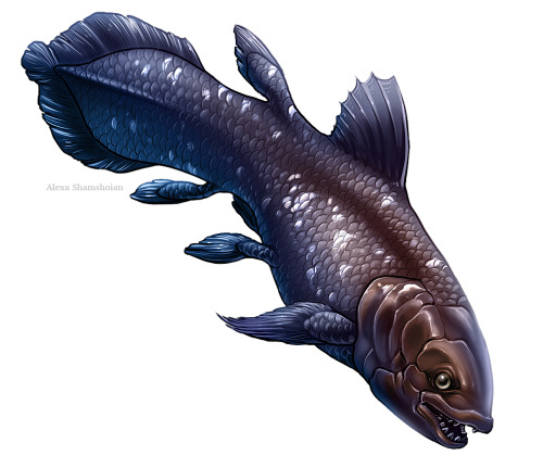 I’ll be drawing around 25 fish! First, the coelacanth!