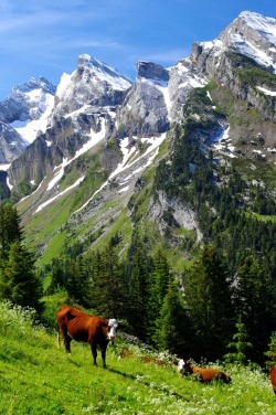 weza:  Swiss Alps 