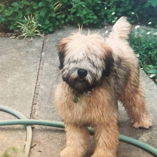 Oh no! My dad found a photo of my childhood dog as a puppy. I miss him so much. #GoodDog #BasilStag