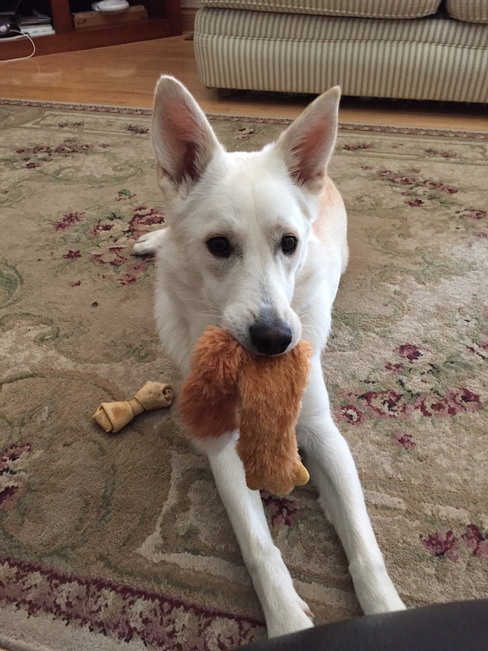 handsomedogs:  Poncho, the lovable all white German Shepherd
