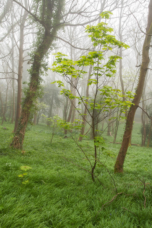 90377: No Bluebells by Steve W M on Flickr.