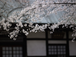 ileftmyheartintokyo:  Kuhonbutsu in Sakura season by vis* on Flickr.