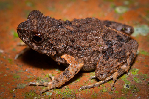 Engystomops coloradorum by Ryan Lynch