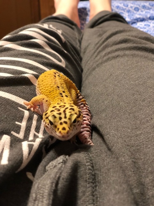 misscammiib:Photo shoot with my lizard who I will leave my massive -nonexistent- fortune with pt. 2
