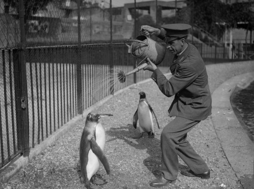 historicaltimes: A zookeeper pours water on a penguin on a hot day, 28 August 1930 via reddit