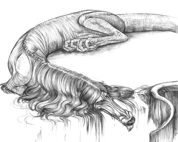 siryl:  Sketches by Dragon-Shark a.k.a. Edible-Nightmares. 