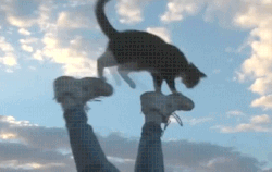 catgifcentral: Walking on a cat 