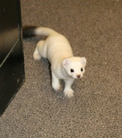 purpleninjacats:  This is why I love stoats &lt;3 SO CUUUTE 