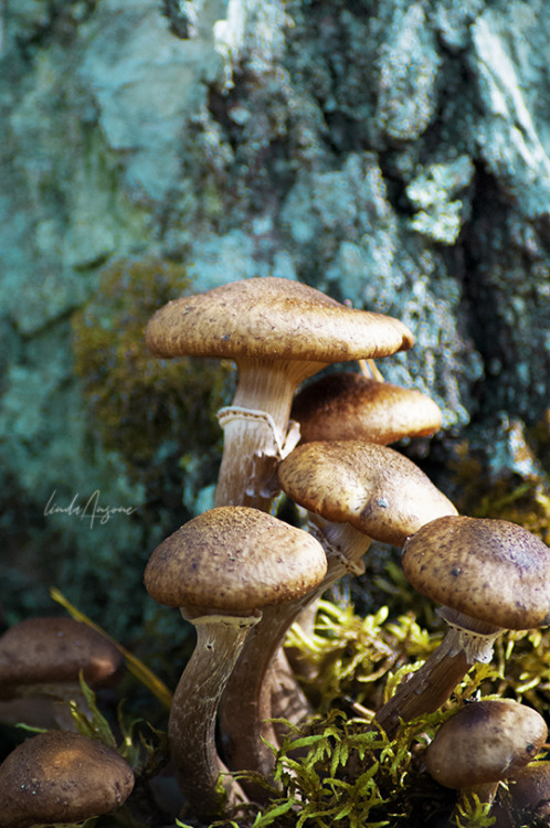 lindagoesmushrooming: Honey fungi