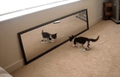 catsdogsgifs:  http://catsdogsgifs.tumblr.com/