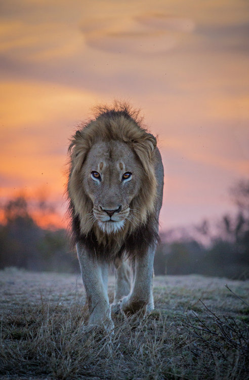 sundxwn:Lion Dusk by Keith Connelly