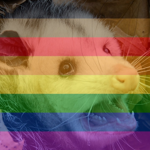 possumoftheday:Instead of a proper Possum of the Day, I wanted to make you guys pride icons! I’m awa