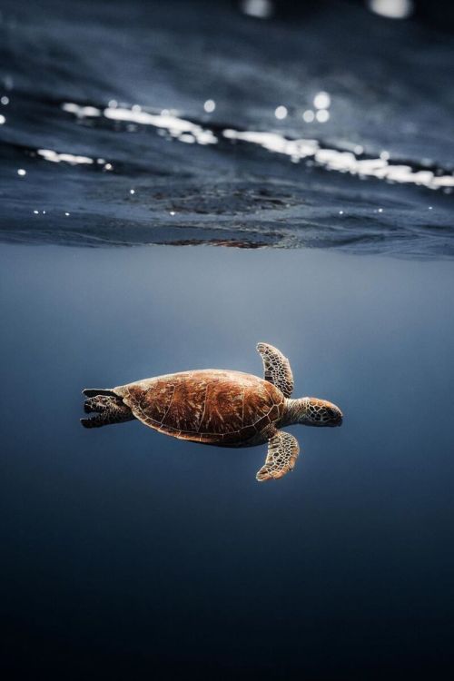 j-k-i-ng:  “Life beneath the surface on Great Barrier Reef.“ by | Jason Charles Hill