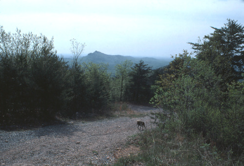 1981