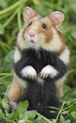 sometimes i forget that there are wild hamsters