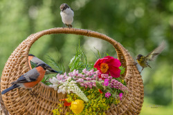 justbelieve2him:*~ Basket with flowers and bullfinch  ~*