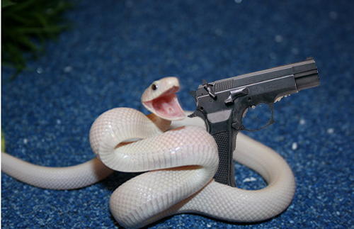 iguanamouth:  bakuryuuha:  THE FACT THAT THERE’S PEOPLE WHO ARE AFRAID OF SNAKES