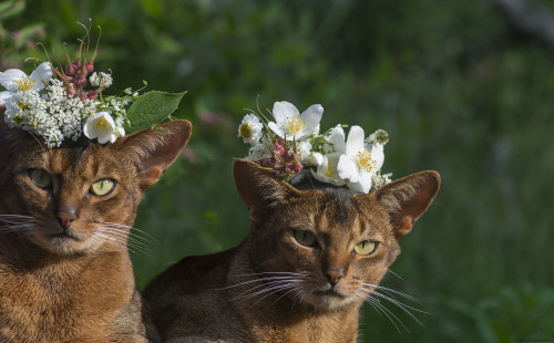 iokolpos:mostlycatsmostly:Bonk &amp; Lennon celebrating Midsummer Nights Eve (via peter_hasselbom)@c