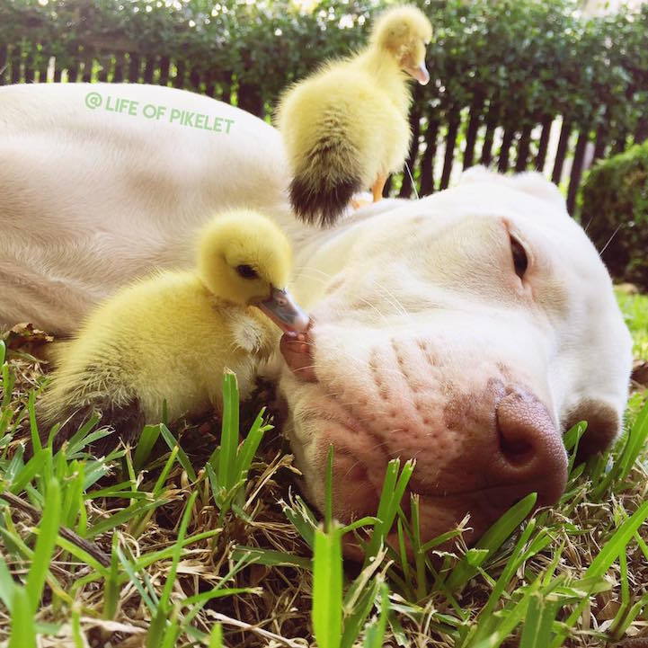 mymodernmet:  Dog Brothers Instantly Bond with and Protect Their Duckling Family