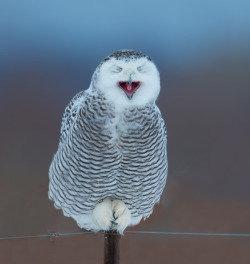 peregrineinastoop:  Snowy Owl by Chuck Courson