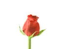 bleed-thru:  corny rose gifs. I wonder if people actually think these are romantic?
