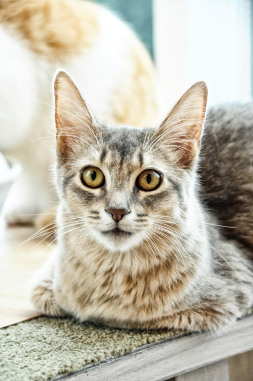 This little cute furballs can be found at Mocha Cat Cafe in Harajuku.It’s ¥ 200 per 10 min