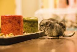 awwww-cute:  My roommate’s baby chinchilla, enjoying the scent of a candle