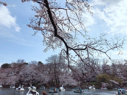 cg_sangmin:  #봄#여유#공원#나들이#일본#여행#추억#산뜻#포근#오리배#벚꽃#사쿠라#날씨#소풍#떠나요#아름답게#상민#샾민#sangmin