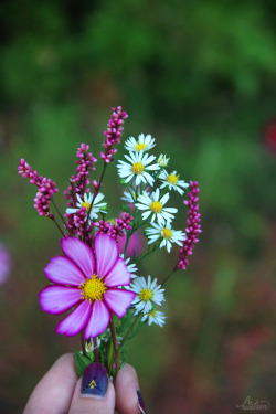 frolicingintheforest:My yard is full of lovely