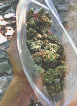 the-stoners-blog:  Stoner Supply co. Weed