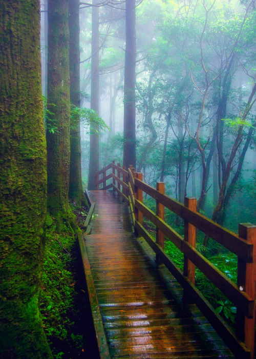 coiour-my-world:The wet wooden path by Hanson Mao 