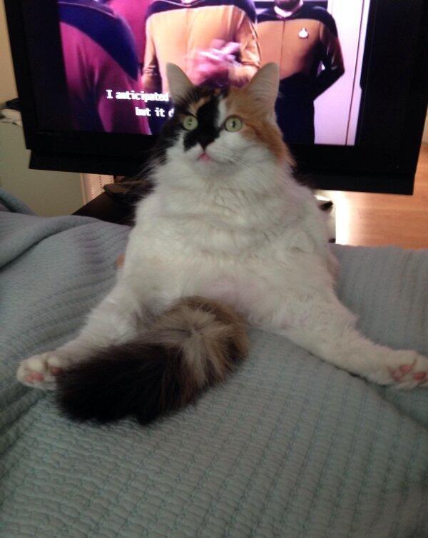 welele:  Gatos Derp