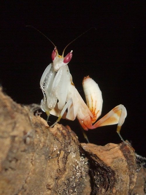 Malaysian Orchid Mantis (Hymenopus coronatus) by *ENRAGEDBAKU