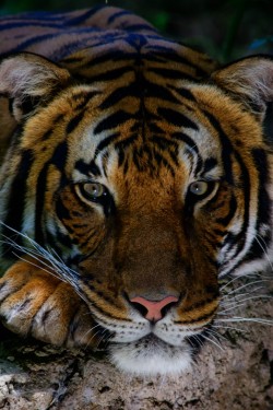 llbwwb:  (via  Tiger by patrick strock /